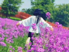 -杭州湾海上花田景区