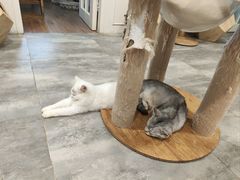 -楼上猫咖(罗湖店)