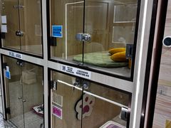 -momokira米努特·德文卷毛猫·棉花面纱犬