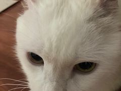 -米苏动物医院·犬猫专科·骨科外科内窥镜