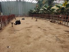 -呀路古热带植物园