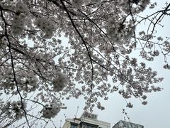 -高东镇樱花园
