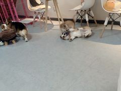 -汪说·狗咖(旺城大厦店)