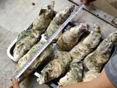 android_upload_pic-八一湛江生蚝(文明东路总店)