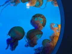 -太平洋海底世界