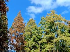 -上海共青森林公园