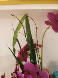 点击看大图 -薇兰专业脱毛连锁机构