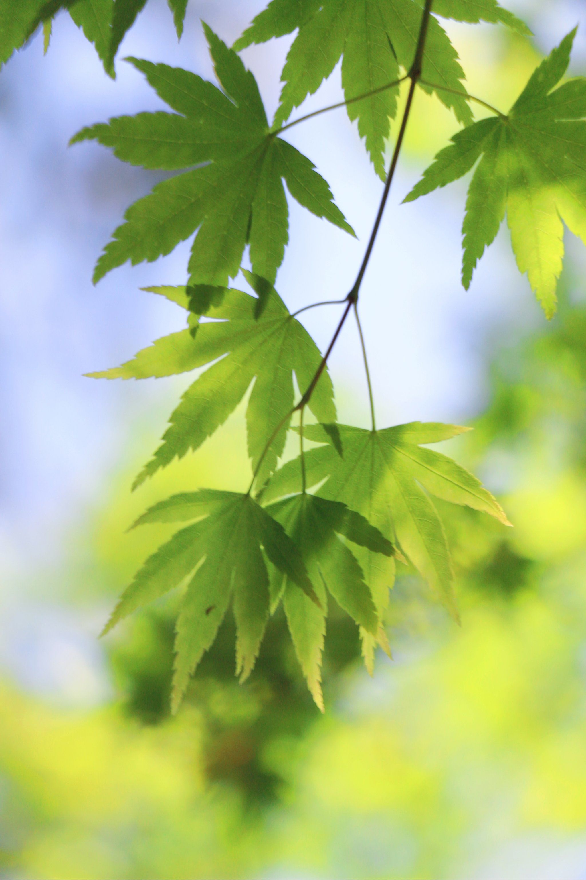 寻找植物园的春绿色