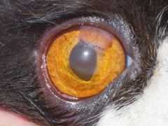 -芭比堂宠物医院·全科爱猫医院·仁德分院