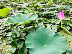 -白洋淀景区