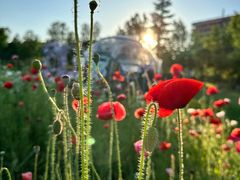 -春花秋色城市公园