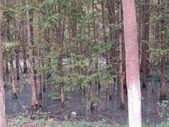 -桤木河湿地公园