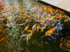 -龙悦湾酒家·八阵鱼生·渔人码头店