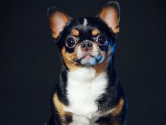 -超宠爱宠物摄影-Super pet