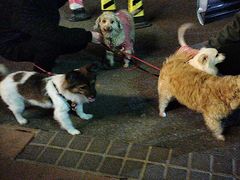 -福懋动物医院·犬猫全科·外科·重症科(杏林分院)