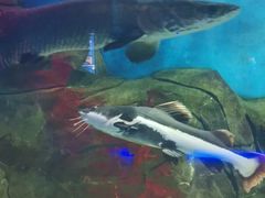 -石家庄海洋公园