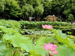 -陈家山荷花公园