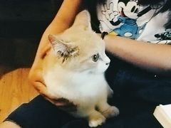 景观位-猫色咖啡·猫咖