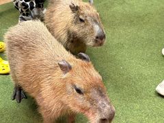 -正佳雨林生态植物园