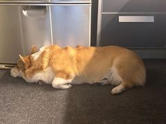 -瑞鹏宠物医院·普外科·影像科·皮肤科(城市山谷分院)