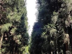 -武陵山森林公园