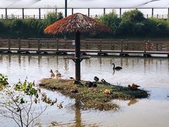 -鄱阳湖国家湿地公园