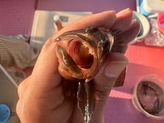 -小猫钓鱼海钓俱乐部(椰梦长廊店)