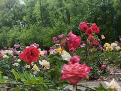 -森林公园(尖草坪区)