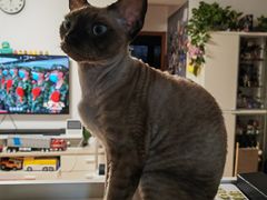 -爱侣宠医·鹦鹉专科·小型哺乳类·异宠专科(灵石路店)