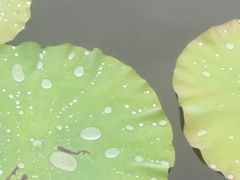 -映月湖公园