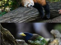 -普洱太阳河森林公园