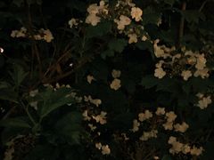 -雁滩公园
