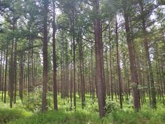 -塞罕坝国家级自然保护区