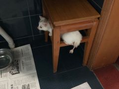 -爱侣·安琦尔宠物医院·中兽医针灸·心内科·狂犬免疫点(宝山区院)