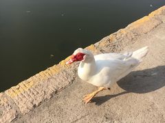 -团结湖公园