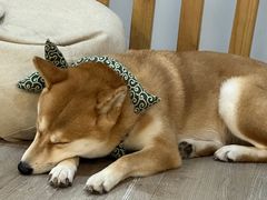 -柴迷FANS CLUB·柴犬狗咖·猫咖