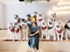 -Husky Go! 哈士奇体验馆·宠物咖啡厅狗咖