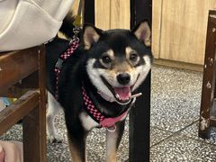 -阿福板凳面(观音桥店)