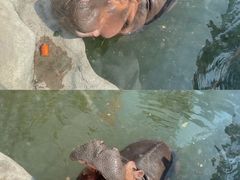 -灵玲国际马戏城