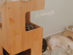 -有喵·猫咖·狗咖·30几只猫10只小狗(岗厦店)