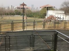 -合肥野生动物园
