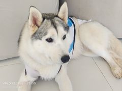 -怪兽屋·羊驼·猫咖·狗咖(俊华广场店)