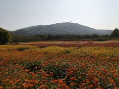 -亚龙湾国际玫瑰谷