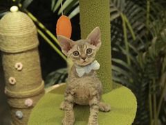 -猫十亿·布偶金渐层·曼基康矮脚猫舍(青年路店)