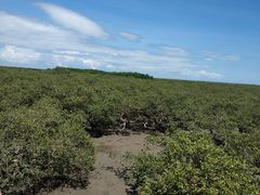 -北海金海湾红树林生态旅游区