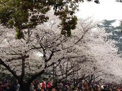 -武汉大学-樱园