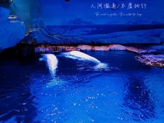 -海合安武汉极地海洋公园