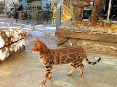 -喵屿·大理花园猫咖