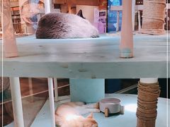 -猫小院猫主题餐厅(三里屯店)