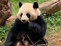-广州长隆野生动物世界